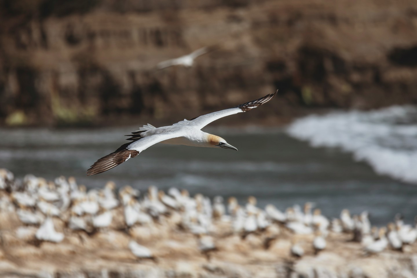 A gannet flying over it's colony